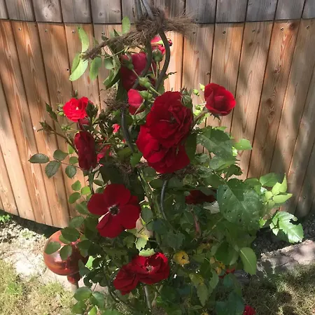 Nyaraló Tinyhouse Schneeweisschen & Rosenrot